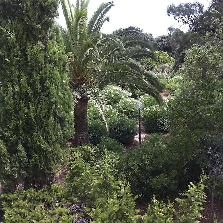 Rosa Marina Frontline *