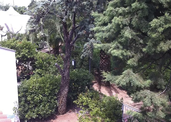 Rosa Marina Frontline *